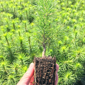 Radiata Pine 10 Seedlings